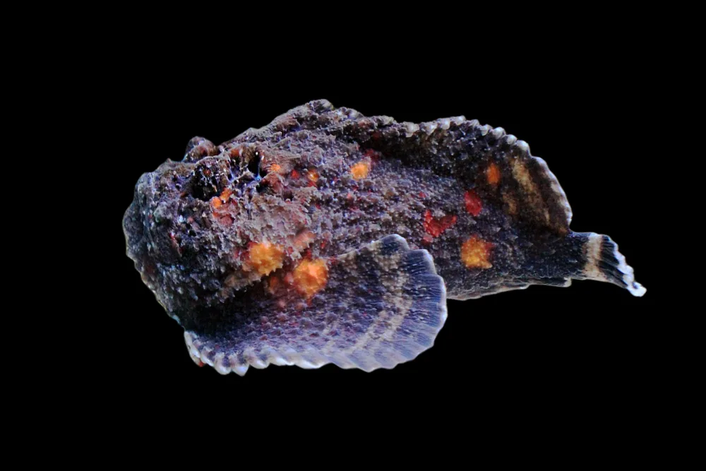 Stonefish jpg