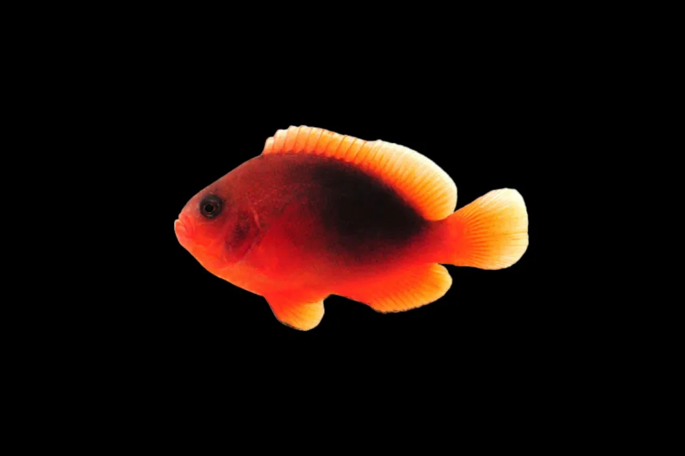 Fire CLownfish jpg