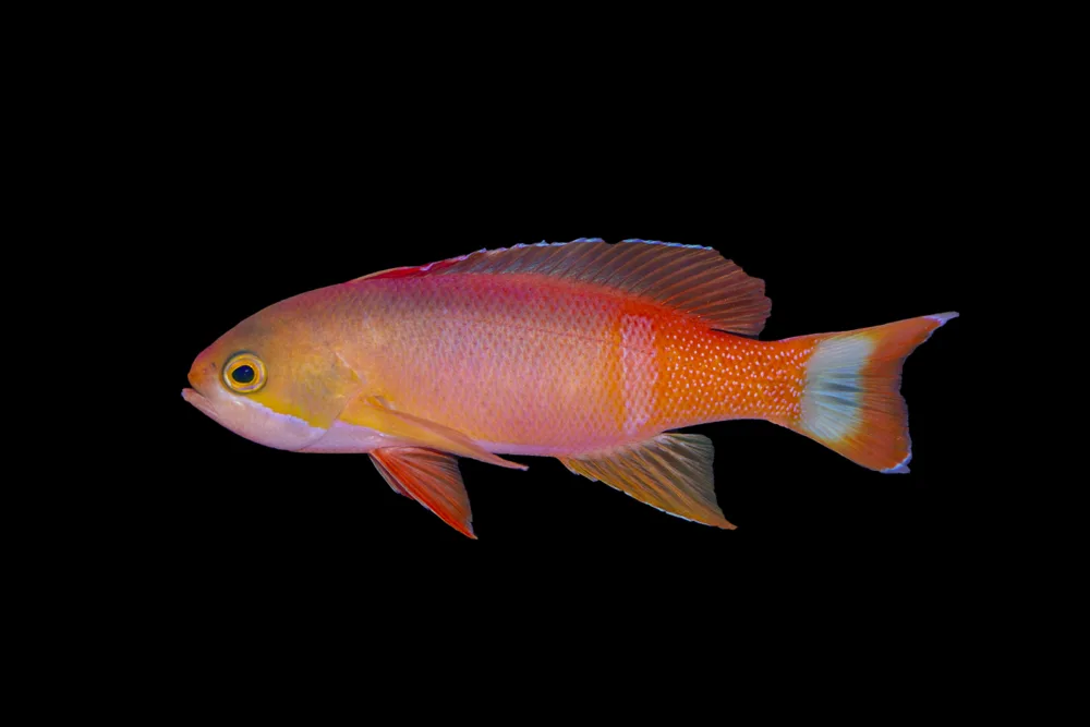 Painted Anthias