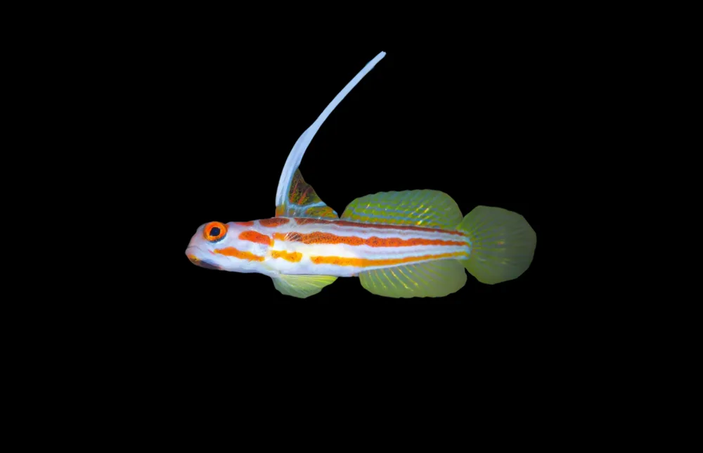 Yasha Shrimp Goby