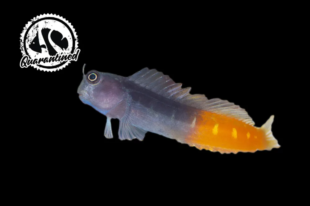 Bicolor Blenny - Quarantined