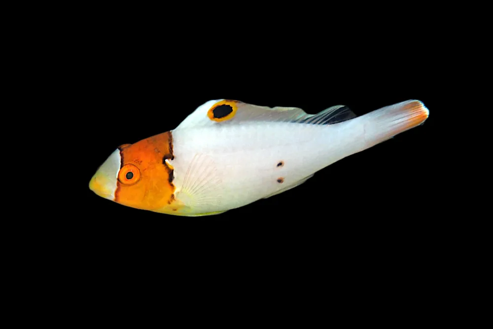 Bicolor Parrotfish