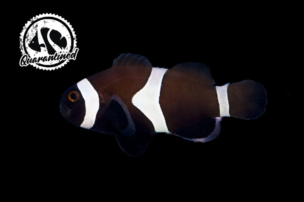 Black Clownfish QT jpg