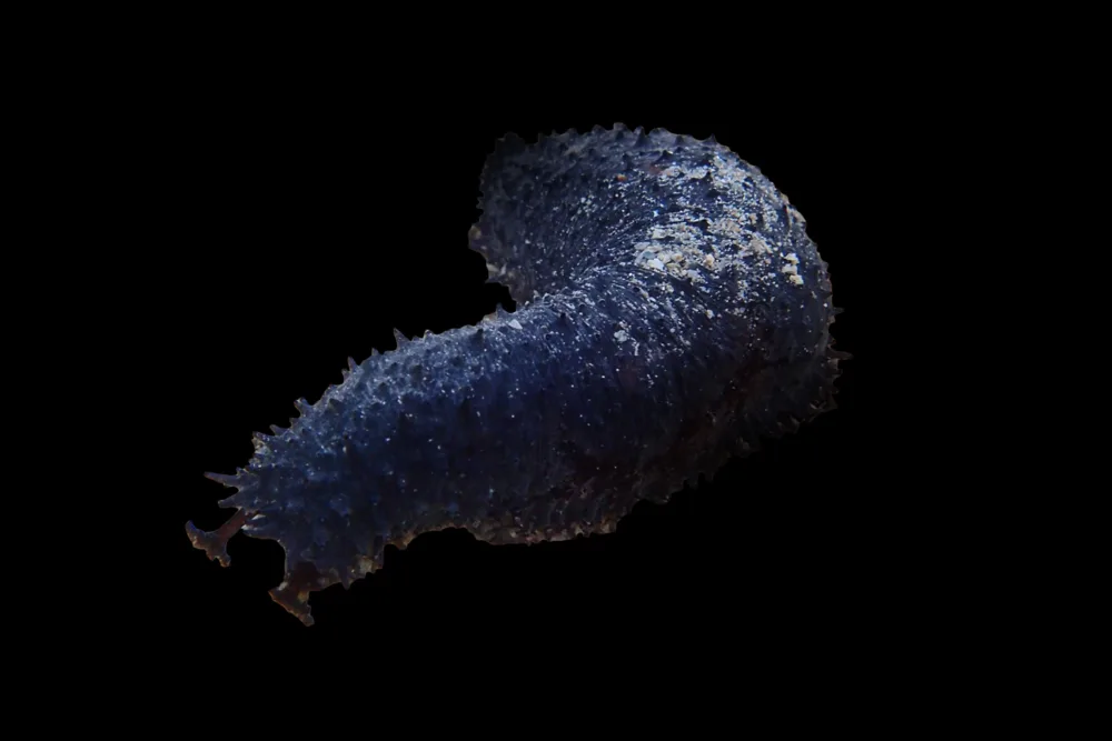 Black Sea Cucumber