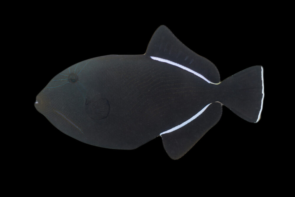 Indian Triggerfish