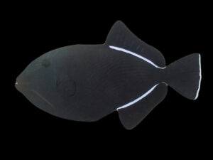 Indian Triggerfish