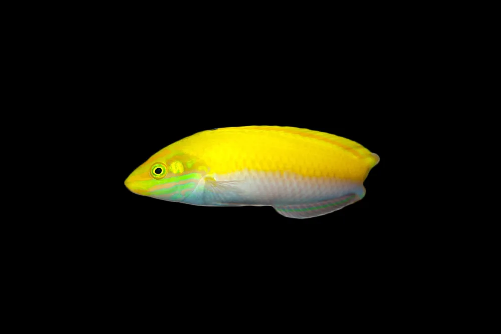 Canarytop Wrasse jpg