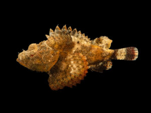 Devil Scorpionfish
