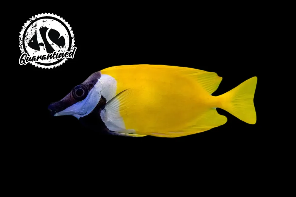 Foxface Rabbitfish - Quarantined