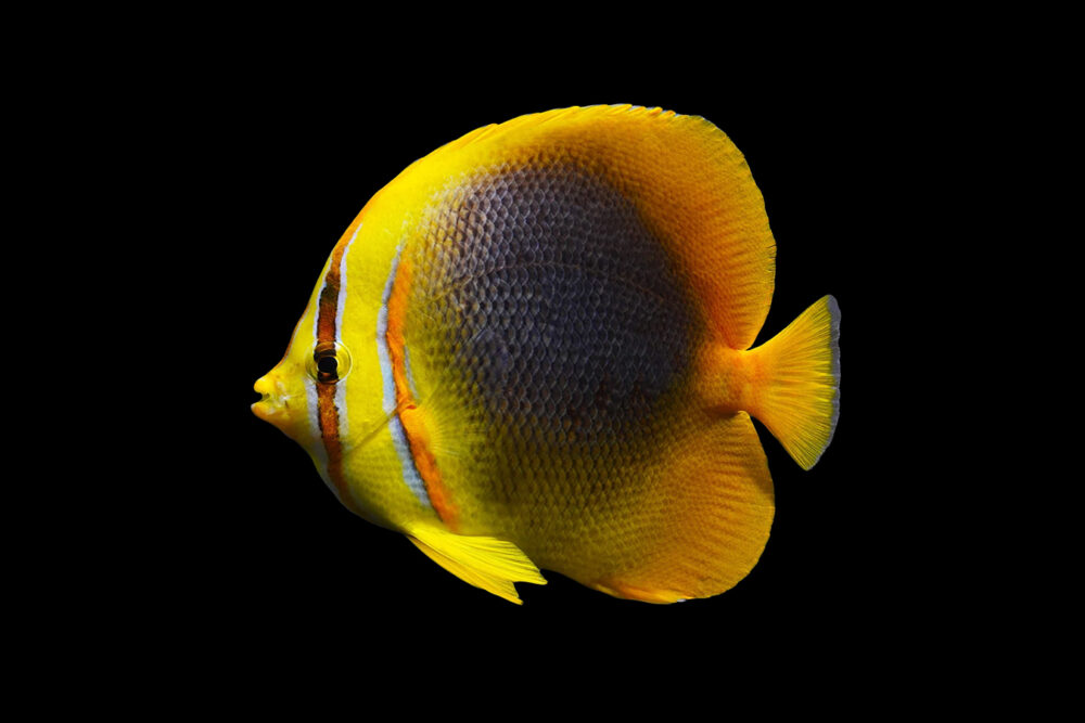 Gold Stripe Butterflyfish