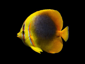 Gold Stripe Butterflyfish