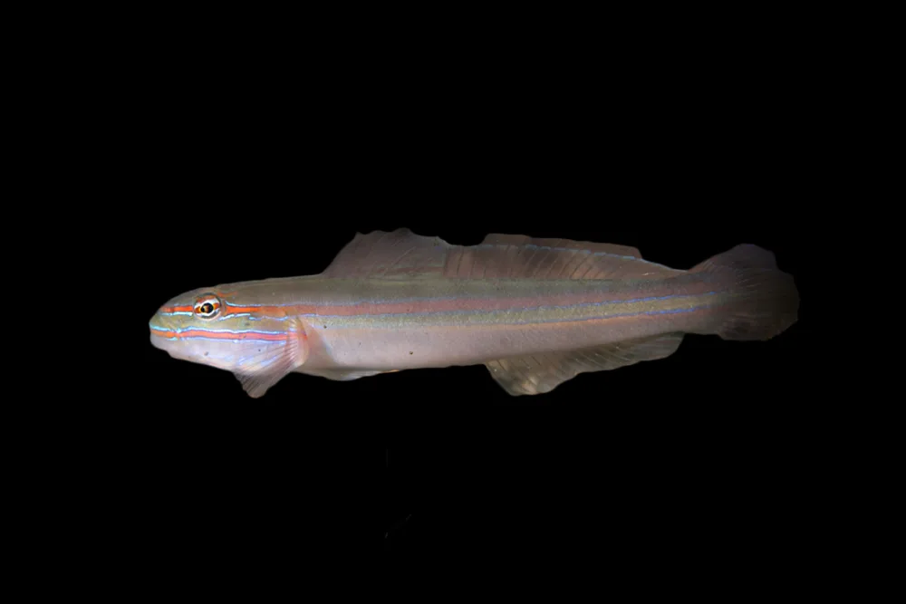 Immaculate Sleeper Goby jpg