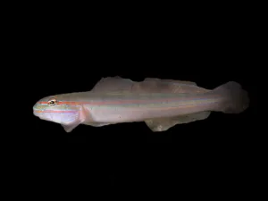Immaculate Sleeper Goby