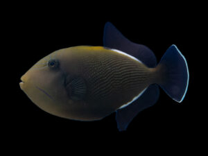Indian Triggerfish