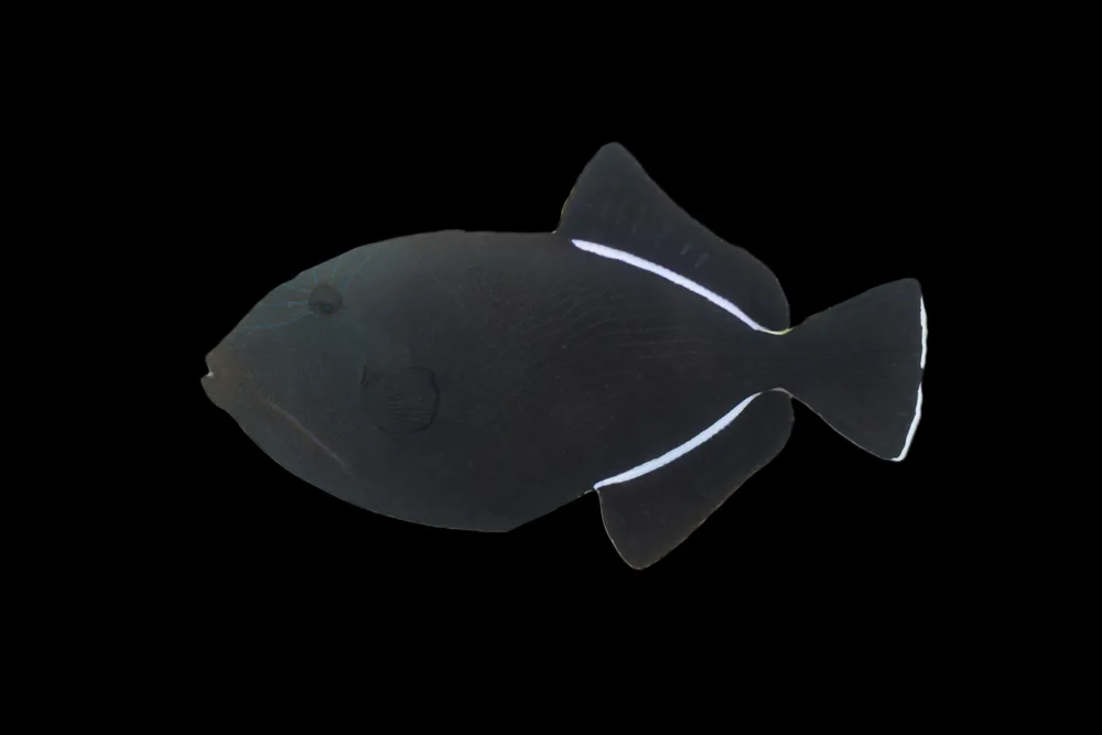 Indian Triggerfish jpg