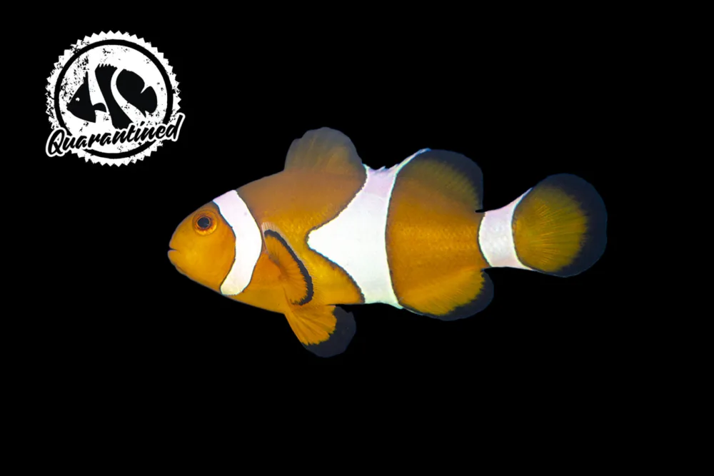 Orange Clownfish QT jpg