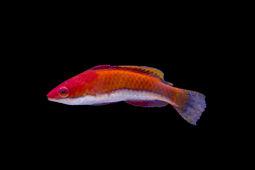 Ruby Longfin Fairy Wrasse