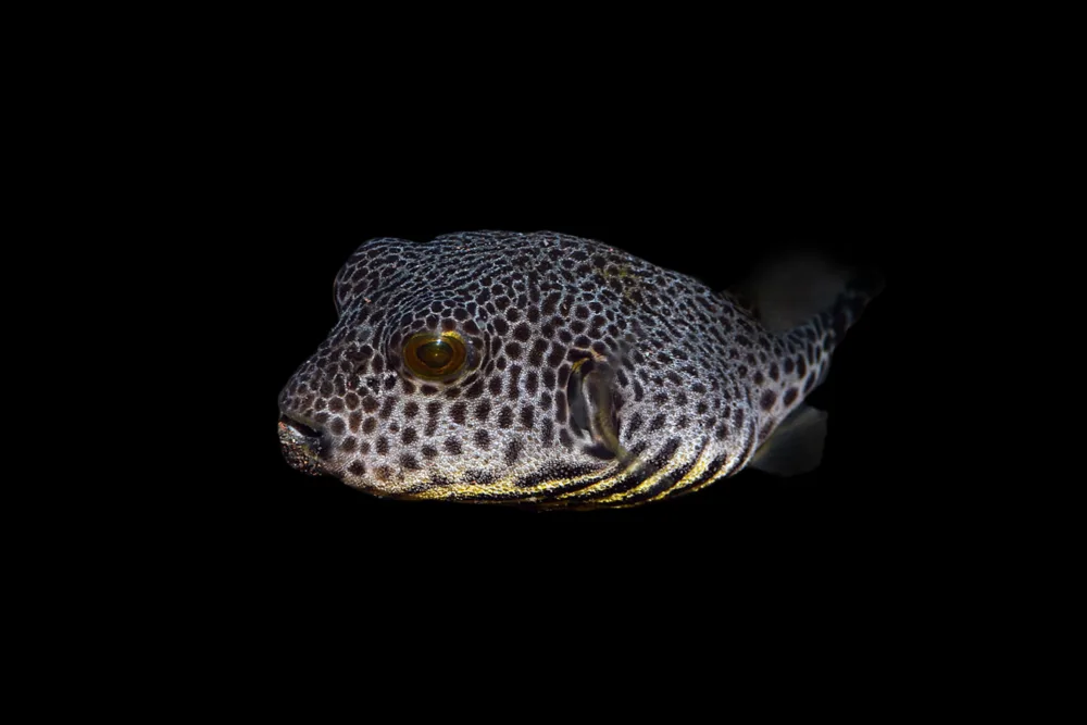 Starry Pufferfish jpg