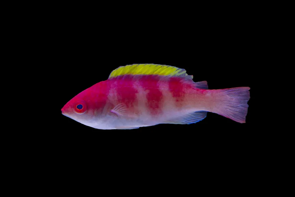 Yellowfin Fairy Wrasse jpg