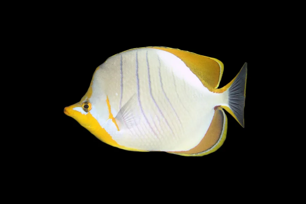 Yellowhead Butterflyfish