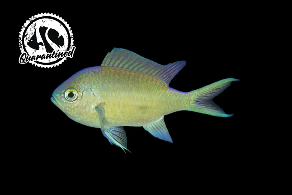 Blue Chromis QT jpg