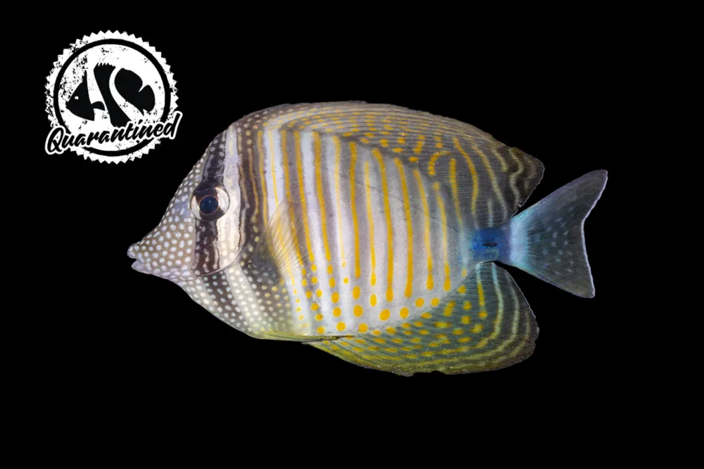 Desjardini Sailfin Tang - Quarantined