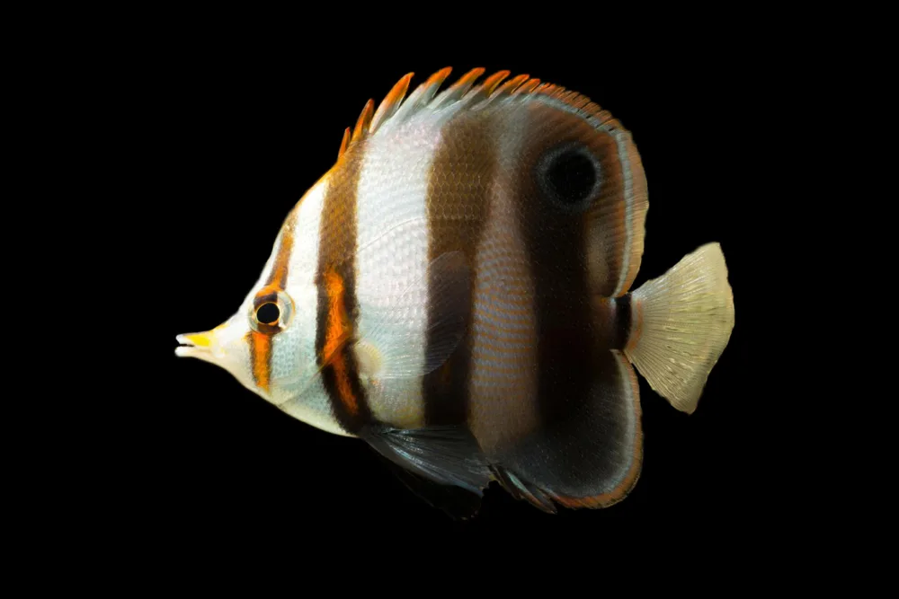 Muelleri Butterflyfish