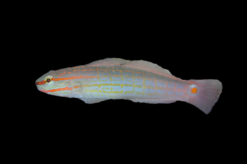 Orange Striped Goby jpg