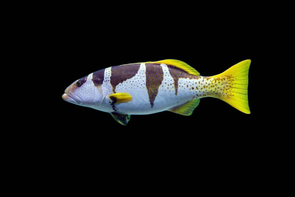 Football Grouper