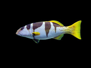 Football Grouper