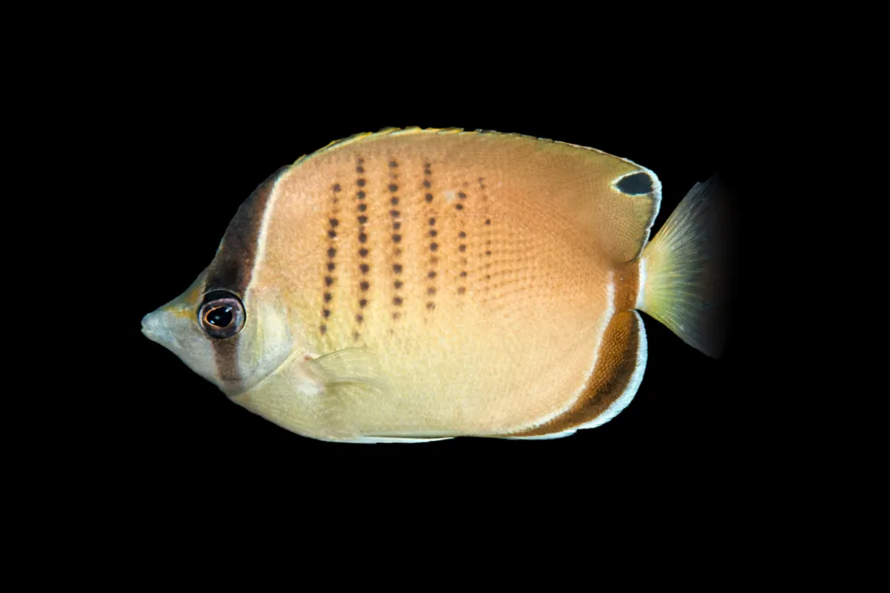 Western Butterflyfish