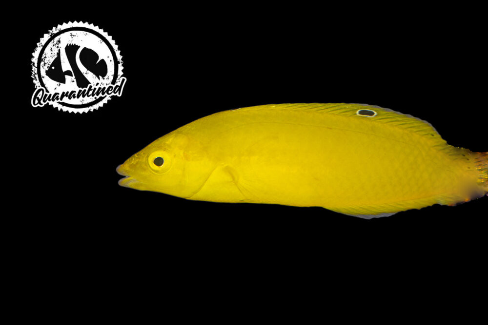 Banana Wrasse QT