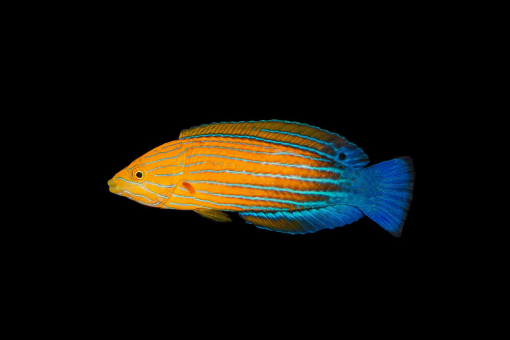 Femininus Wrasse