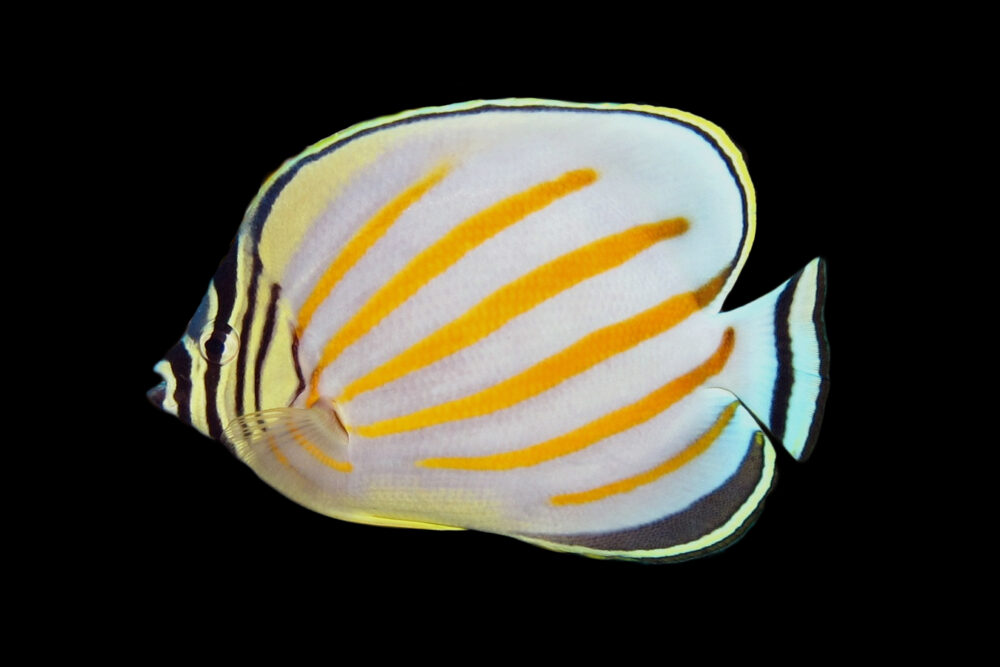 Ornate Butterflyfish