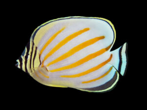 Ornate Butterflyfish