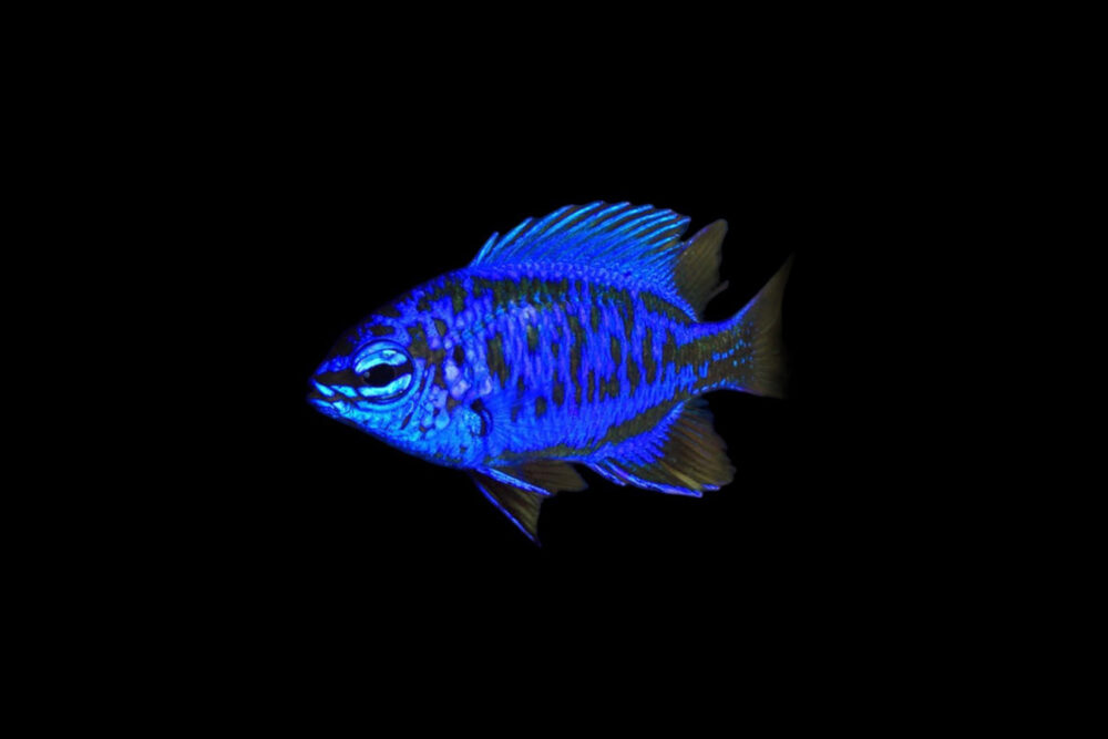 Blue Sapphire Damselfish