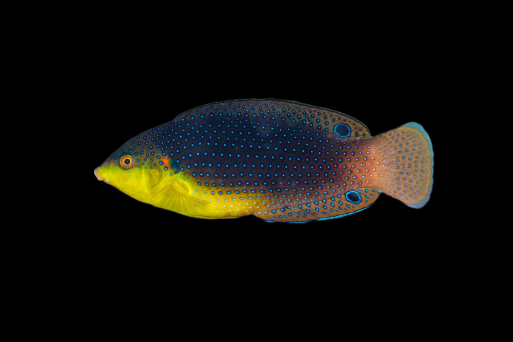 Yellow Breasted Wrasse