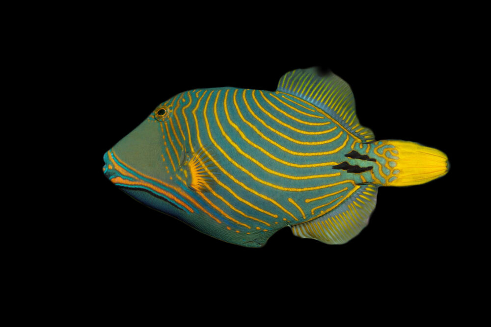 Undulate Triggerfish