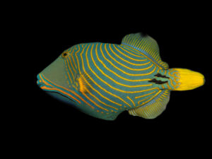 Undulate Triggerfish