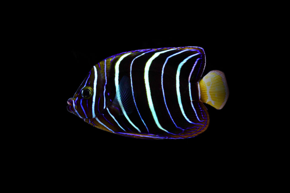 Chrysurus Angelfish