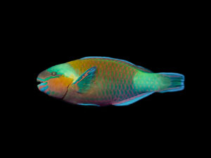 Assorted Parrotfish