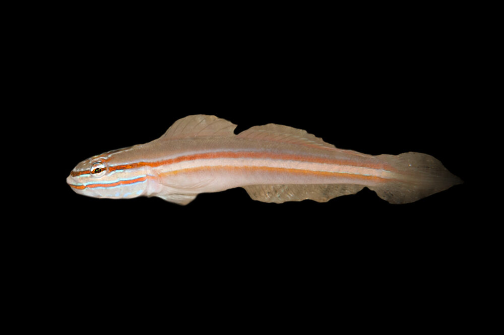 Allens Glider Goby