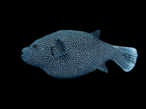 Guineafowl Pufferfish