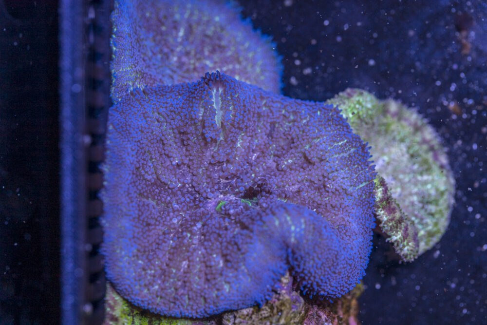 Mini Maxi Anemone