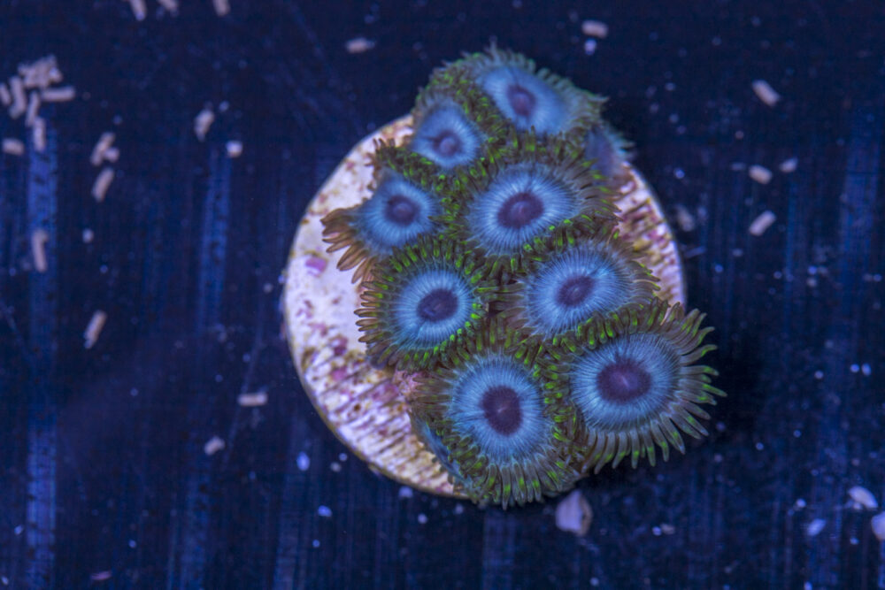 Zoanthids