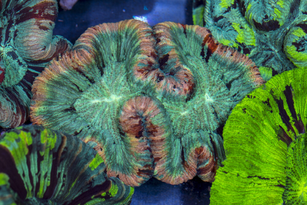 Trachyphyllia