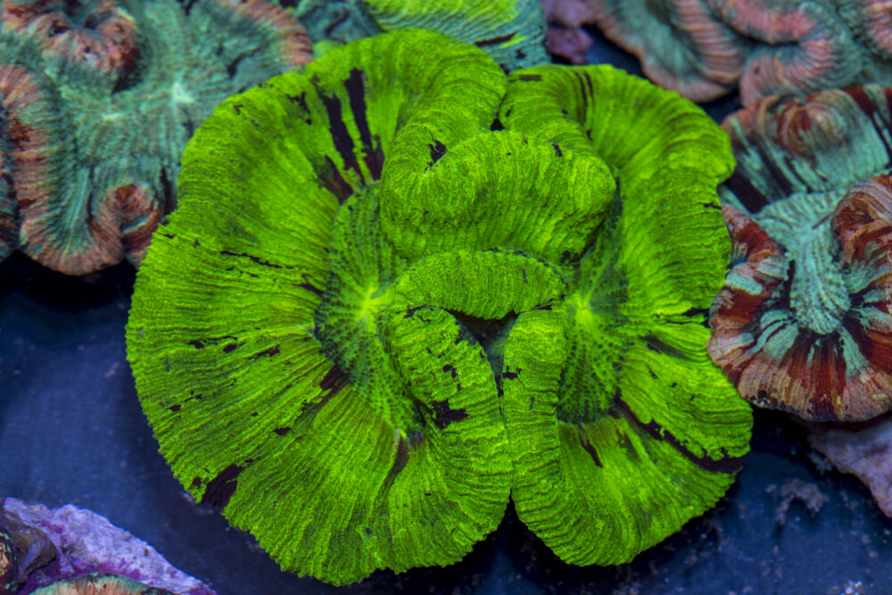 Trachyphyllia