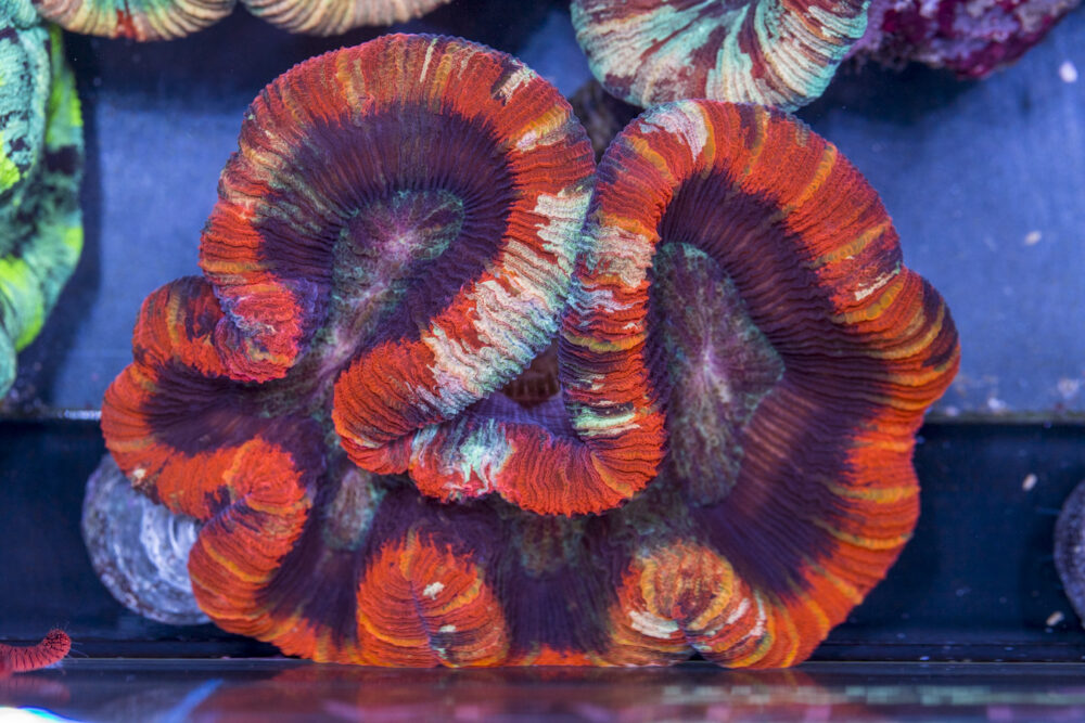 Trachyphyllia