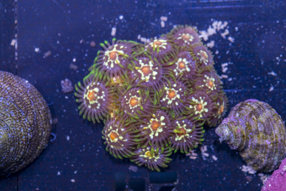 Zoanthids - Pinwheel