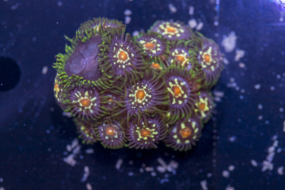 Zoanthids - Pinwheel